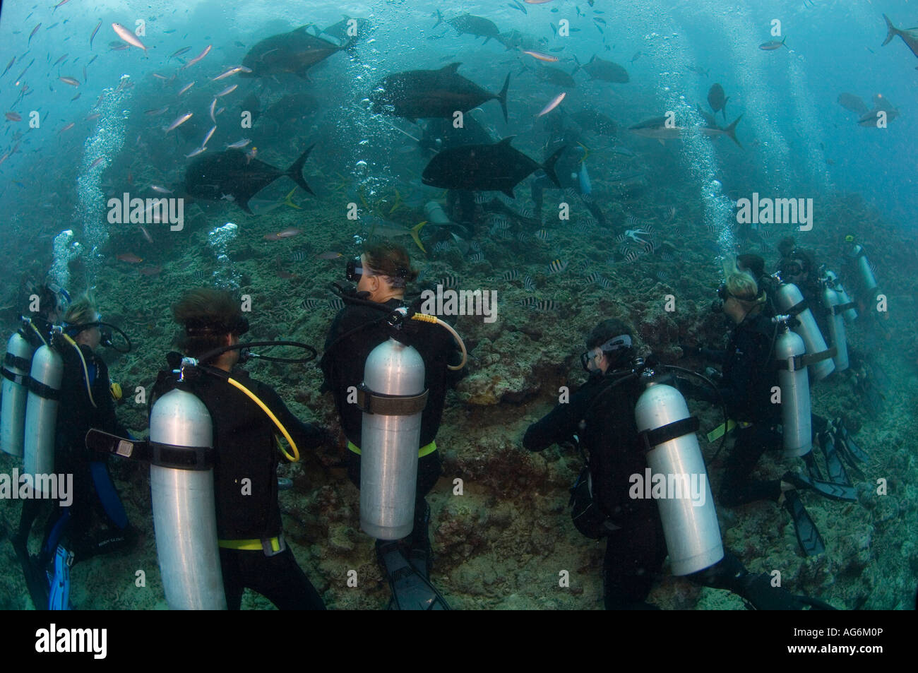 Scuba divers during the "Big Fish Encounter" dive in Shark Reef