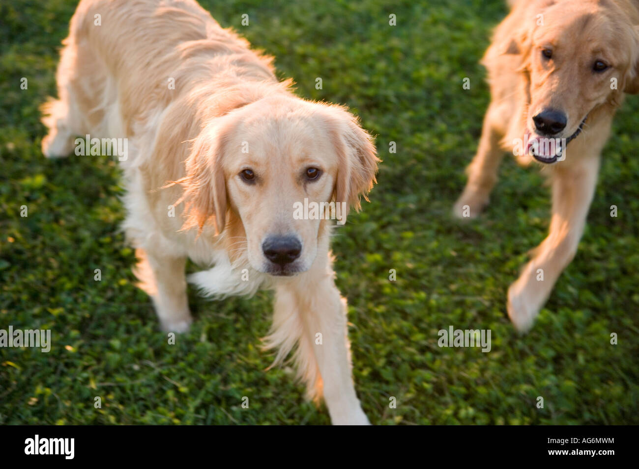 Golden retriever in the park hi-res stock photography and images - Alamy