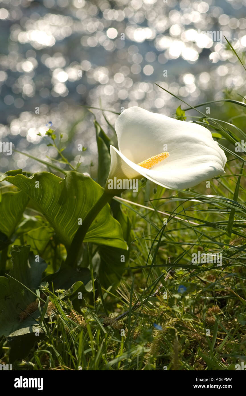 Witte Calla a white calla in the bank Stock Photo - Alamy