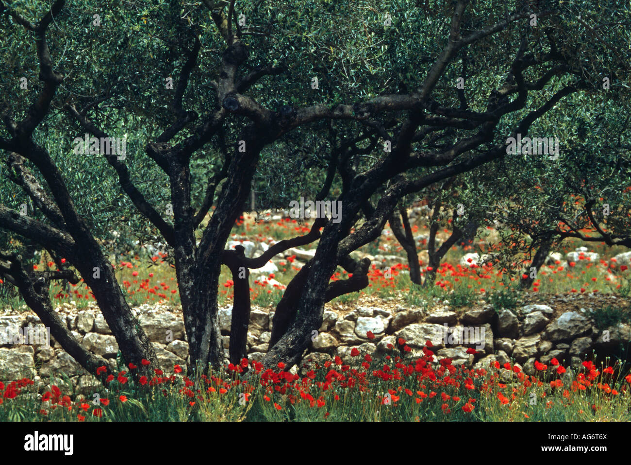 Poppy field provence south france hi-res stock photography and images ...