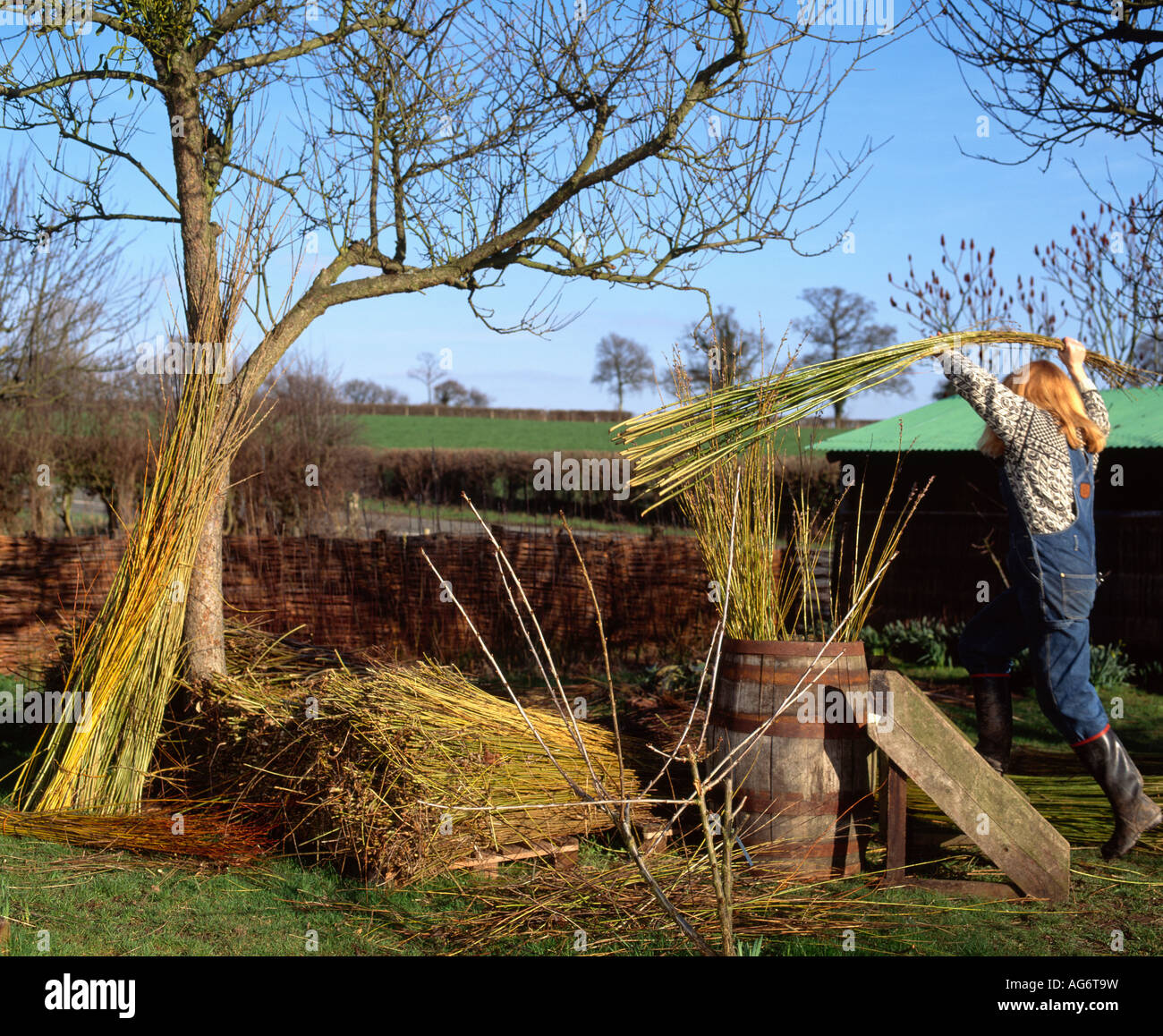 Bundle Of Reeds High Resolution Stock Photography and Images - Alamy