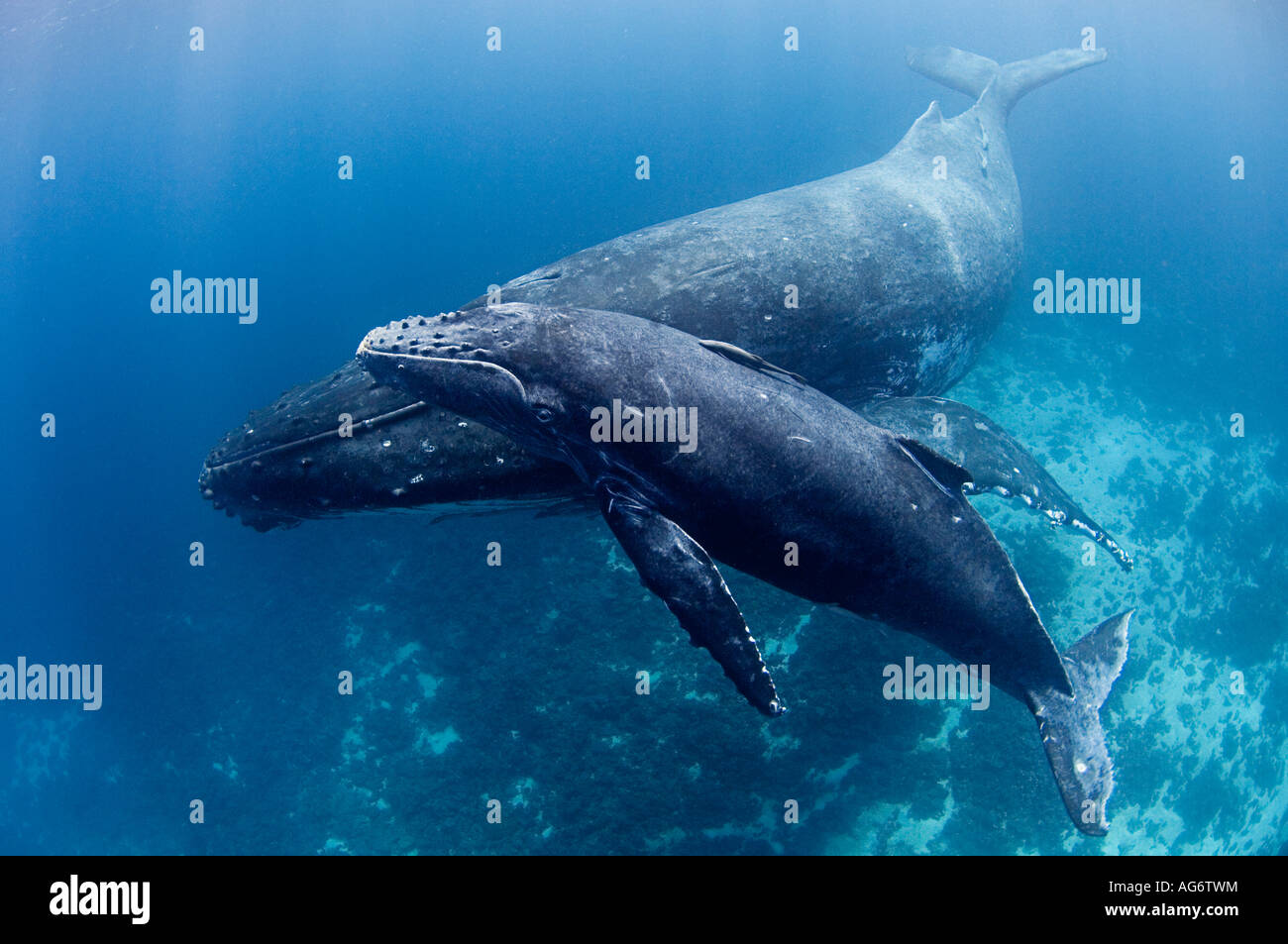 Humpback Whales (Megaptera novaeangliae) in Vava'u, Kingdom of Tonga, a breeding and calving location for whales in the Pacific. Stock Photo