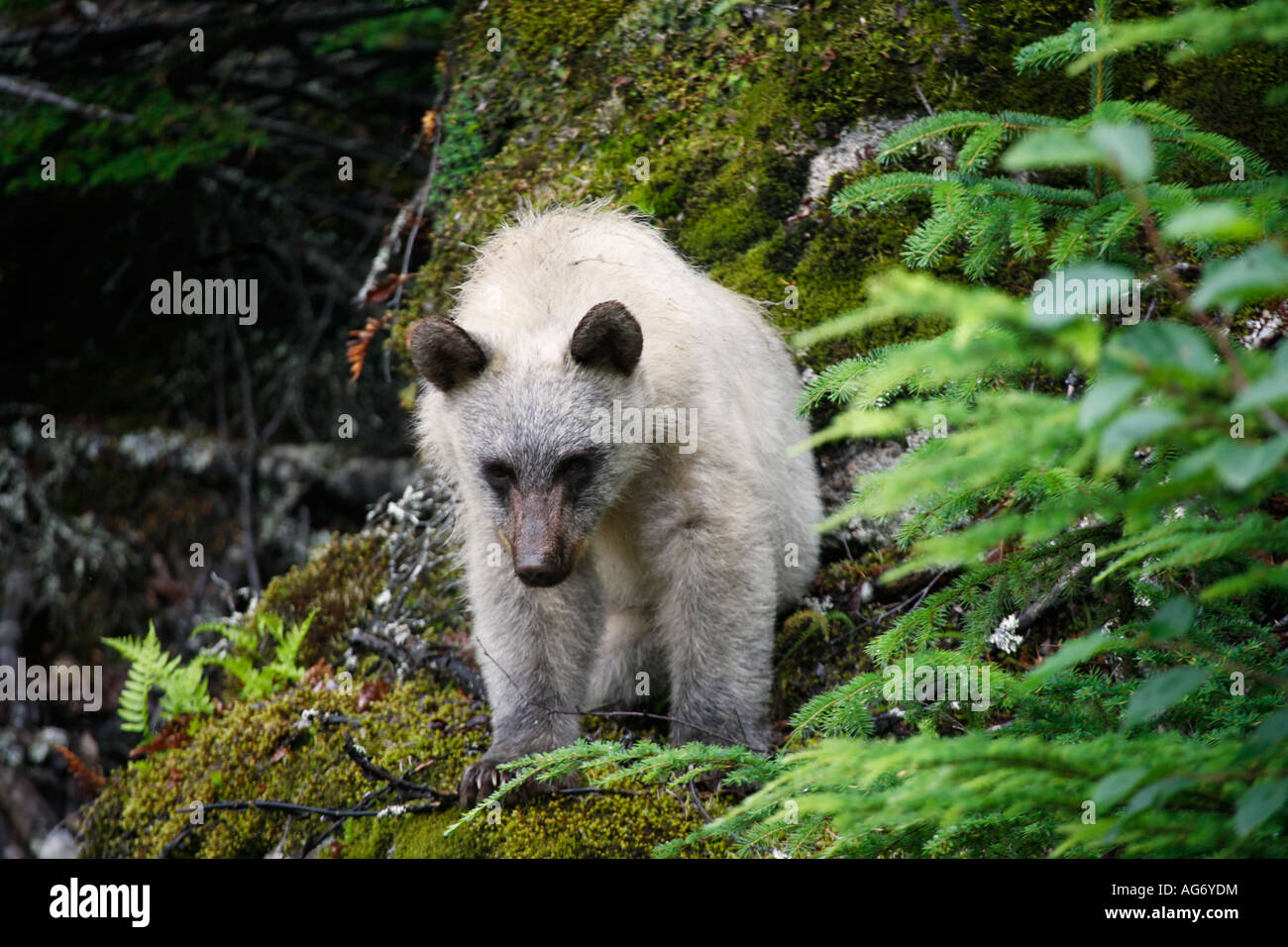 Kermode Bear also called a Spirit Bear or Ghost Bear is a genetically unique subspecies of Black Bear Skagway Alaska Stock Photo