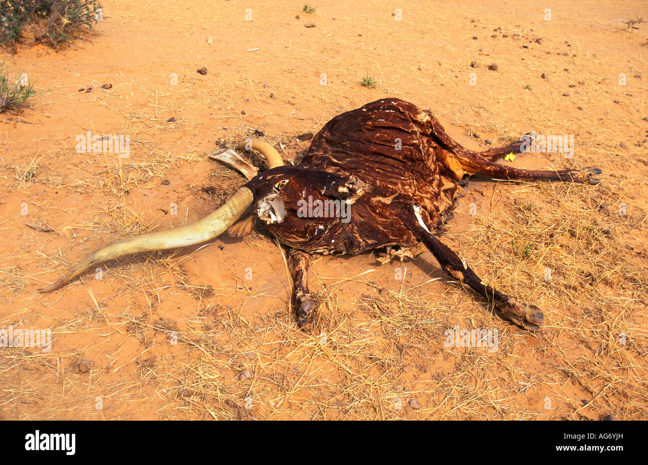 Niger near Agadez Dead body of cow Stock Photo