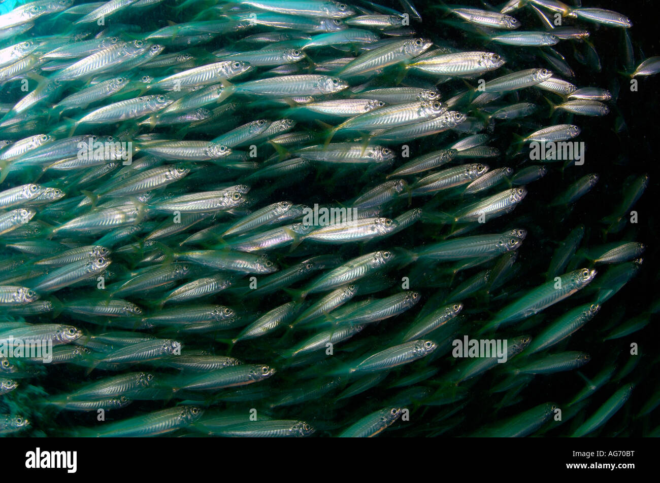 Cigar minnow hires stock photography and images Alamy