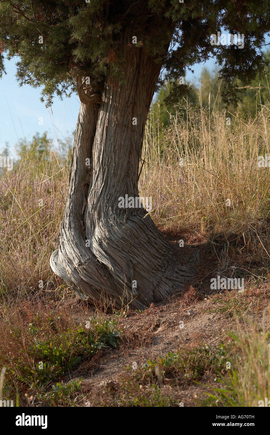 Alter Wacholderbaum Juniperus communis Common Juniper tree Stock Photo
