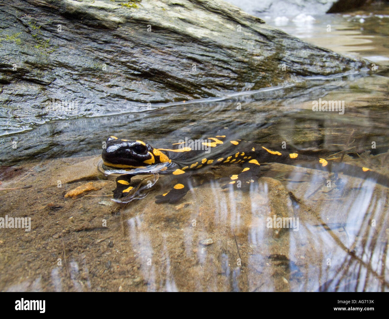 Fire salamander swimming hi-res stock photography and images - Alamy