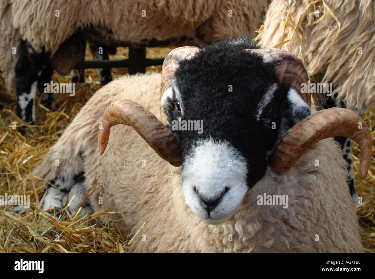 Sheep bedded down in stable straw Stock Photo Alamy