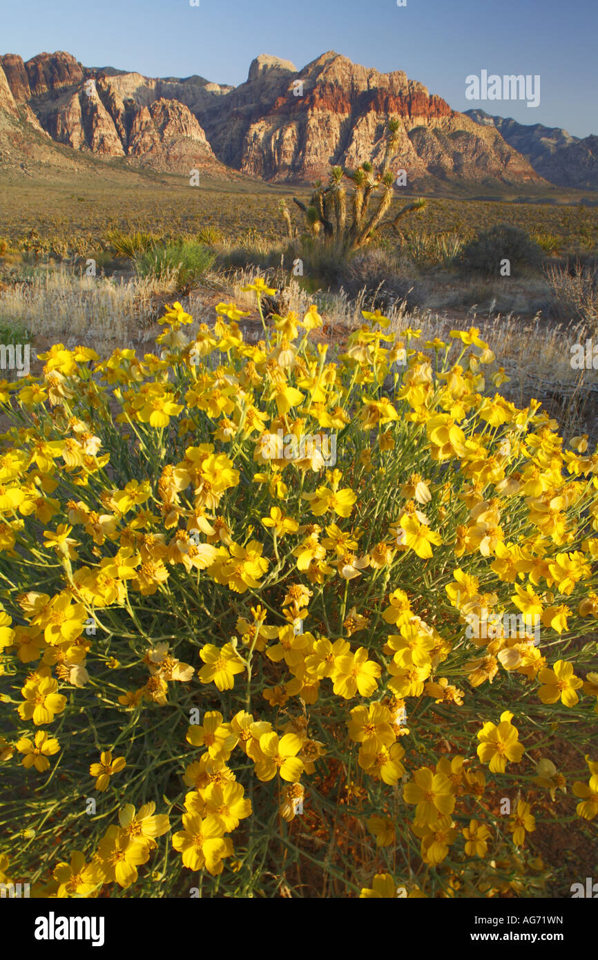 Paper Daisy Psilotrophe cooperi wildflowers and Bridge Mountain Red Rock Canyon Las Vegas Nevada Stock Photo