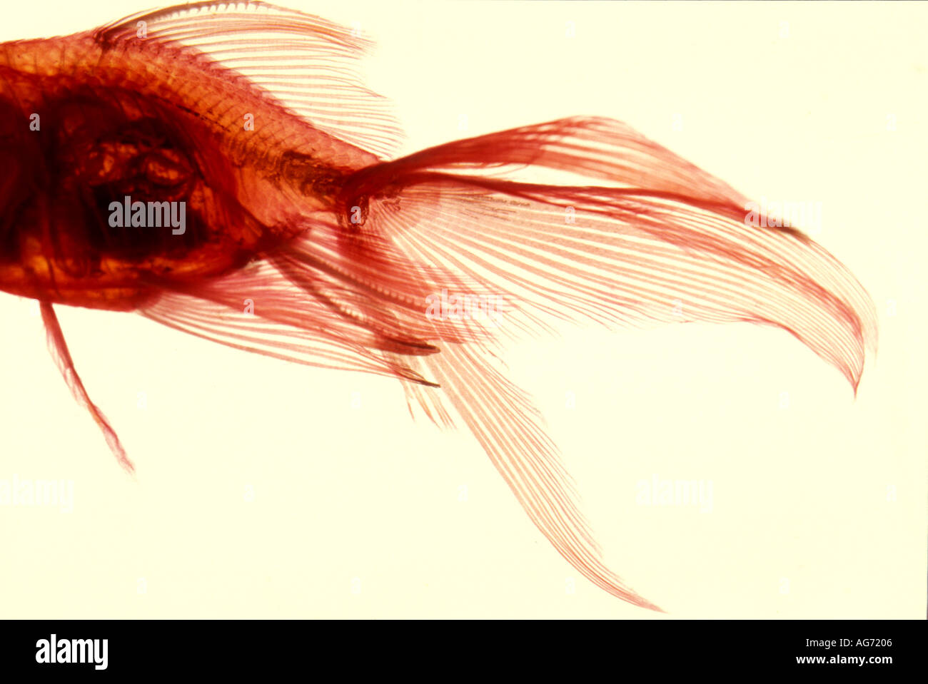 Gold Fish Sample gold fish specimen in acrylic resin 1814 Stock Photo - Alamy