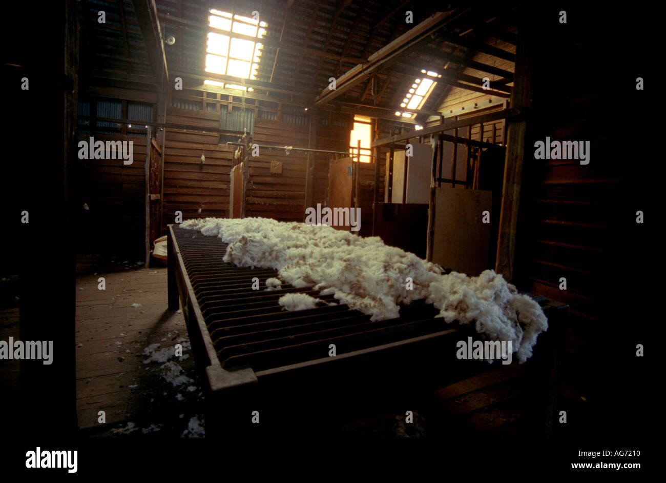 shearing shed sorting table with wool fleece tasmania australia 1849 Stock  Photo - Alamy