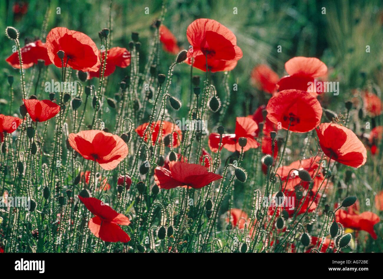 Poppy poppies wildflowers hi-res stock photography and images - Alamy