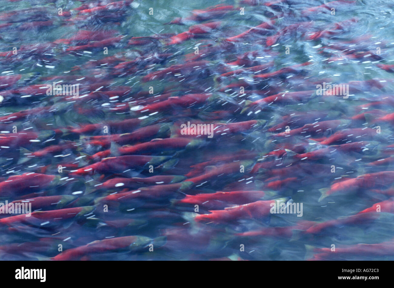 Sockeye salmon gathering to migrate Stock Photo