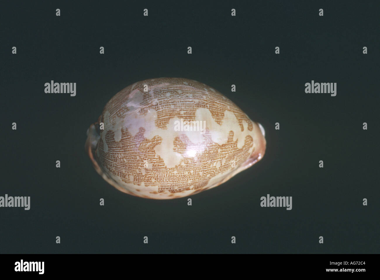 Map cowry shell Stock Photo