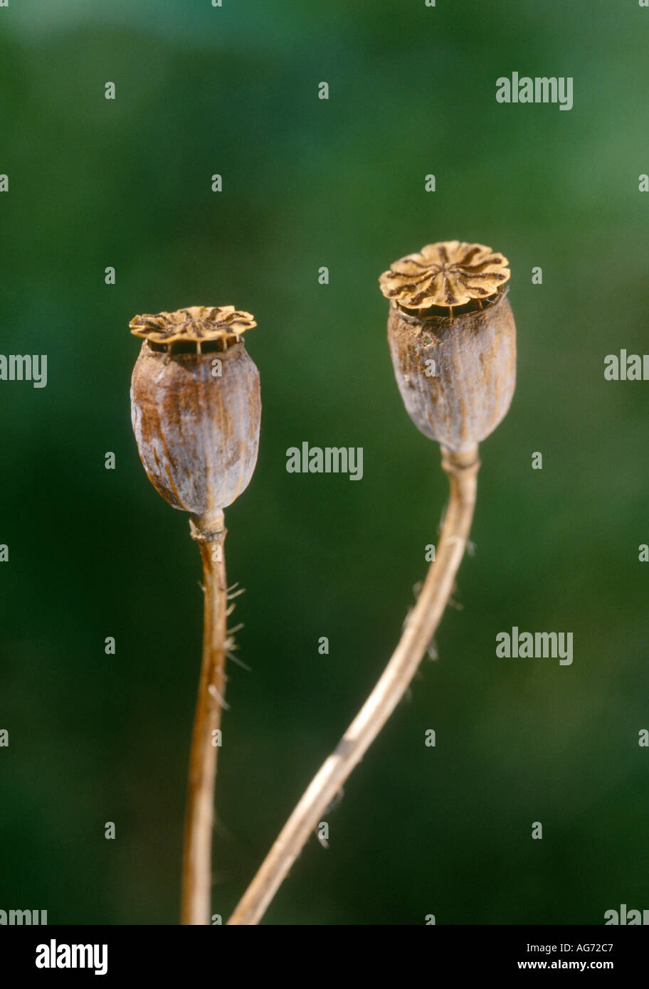 Poppy seed head Stock Photo Alamy
