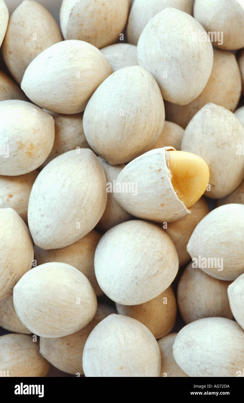 Ginkgo biloba nuts Stock Photo Alamy