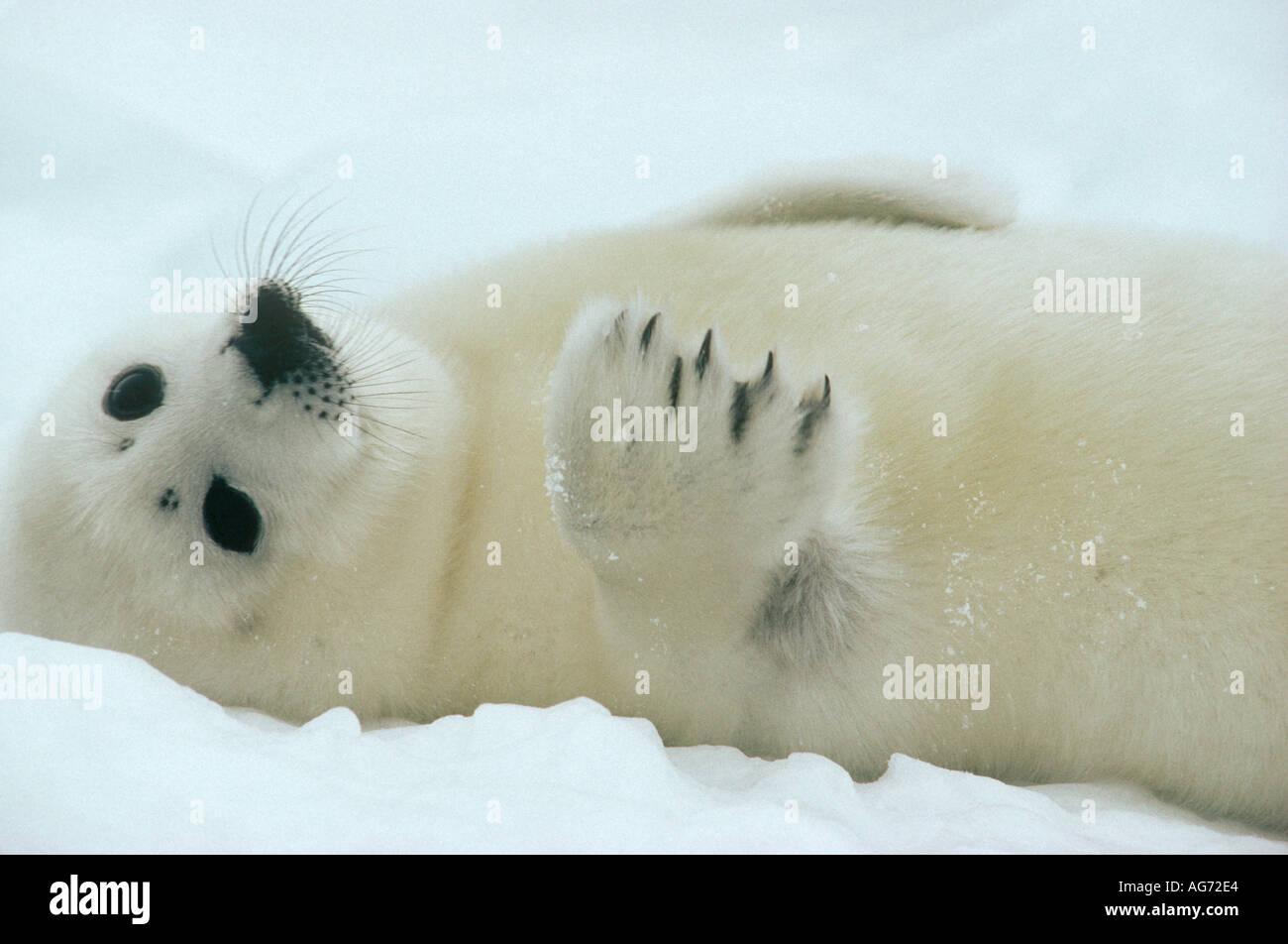 Harp seal pup on pack ice Stock Photo