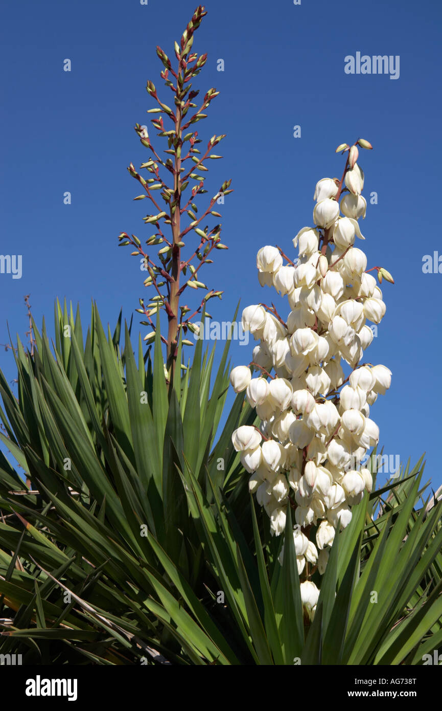 Yucca plant in flower Portugal Stock Photo