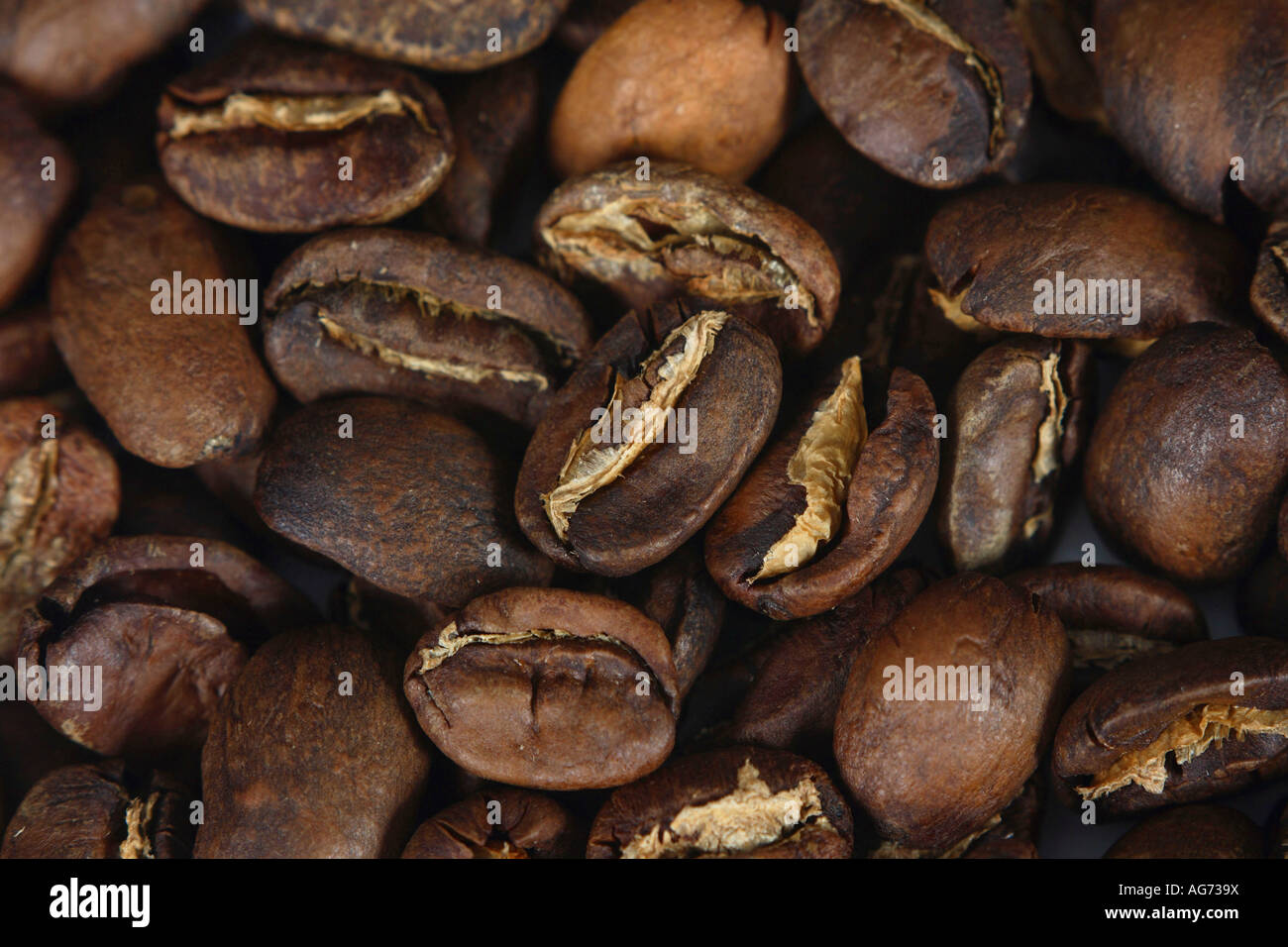 Coffee beans Bio Mexico Maragogype roasted Coffea arabica Stock Photo -  Alamy