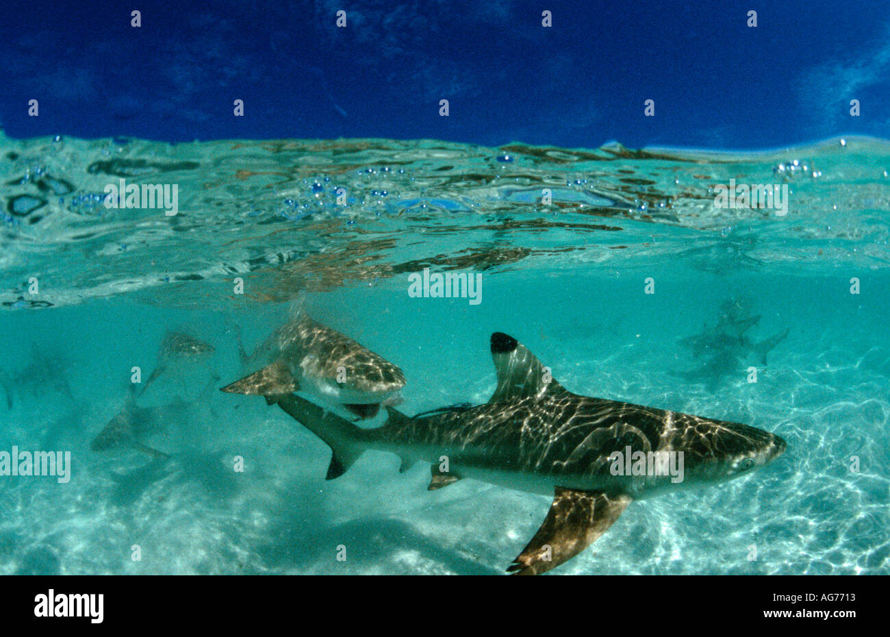 Shark attack of blacktip reef shark hi-res stock photography and images