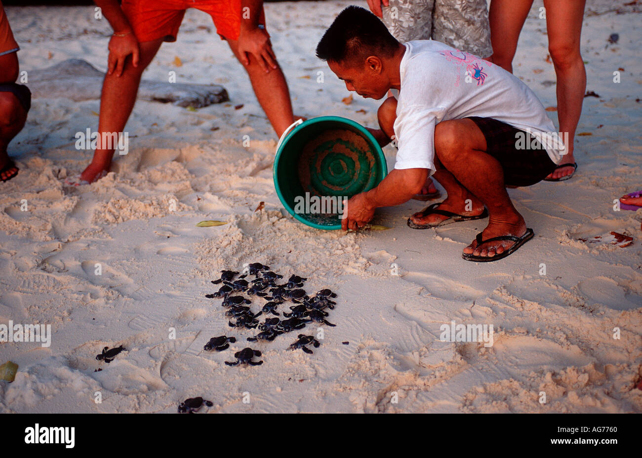 Juvenile Green sea turtles turtle release Chelonia mydas Malaysia ...