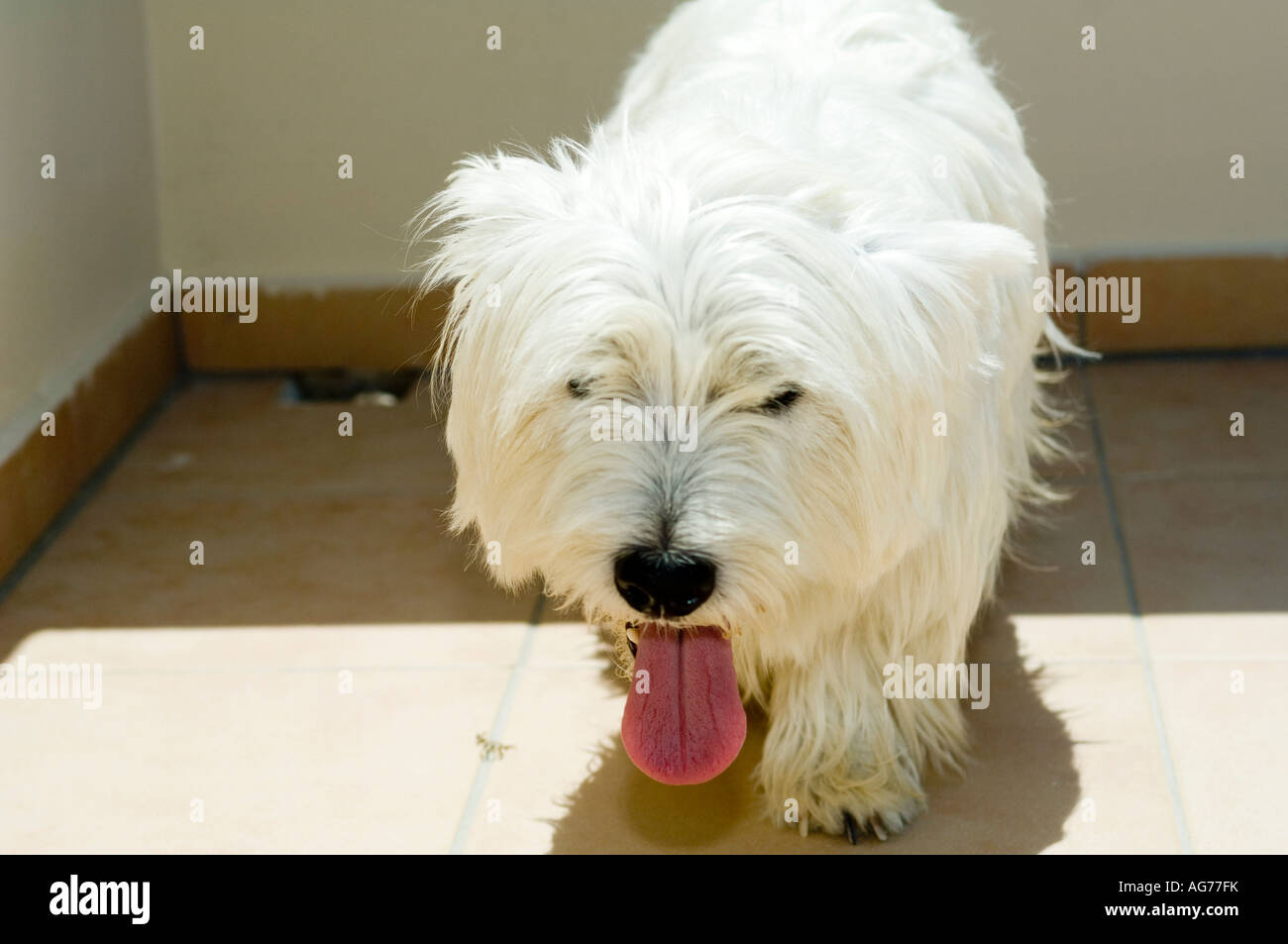 Dog panting in heat Stock Photo Alamy