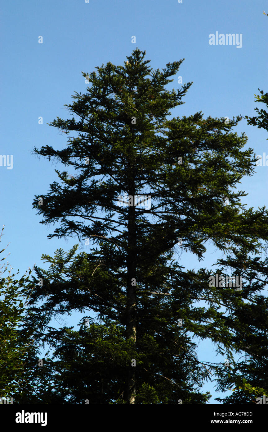 Abies colour hi-res stock photography and images - Alamy
