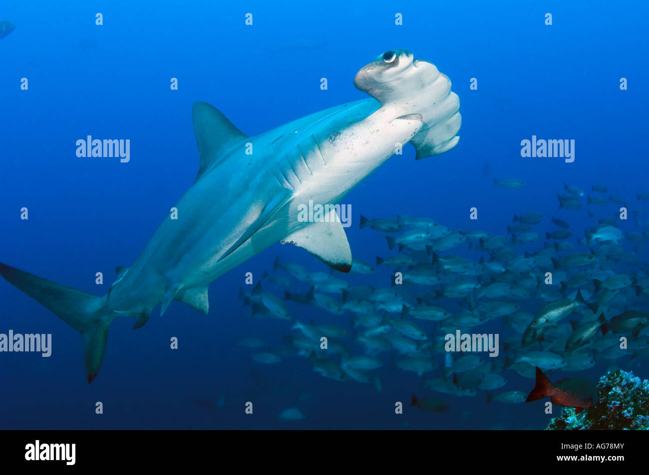 Scalloped Hammerhead (Sphyrna lewini) in Cocos Island, Costa Rica