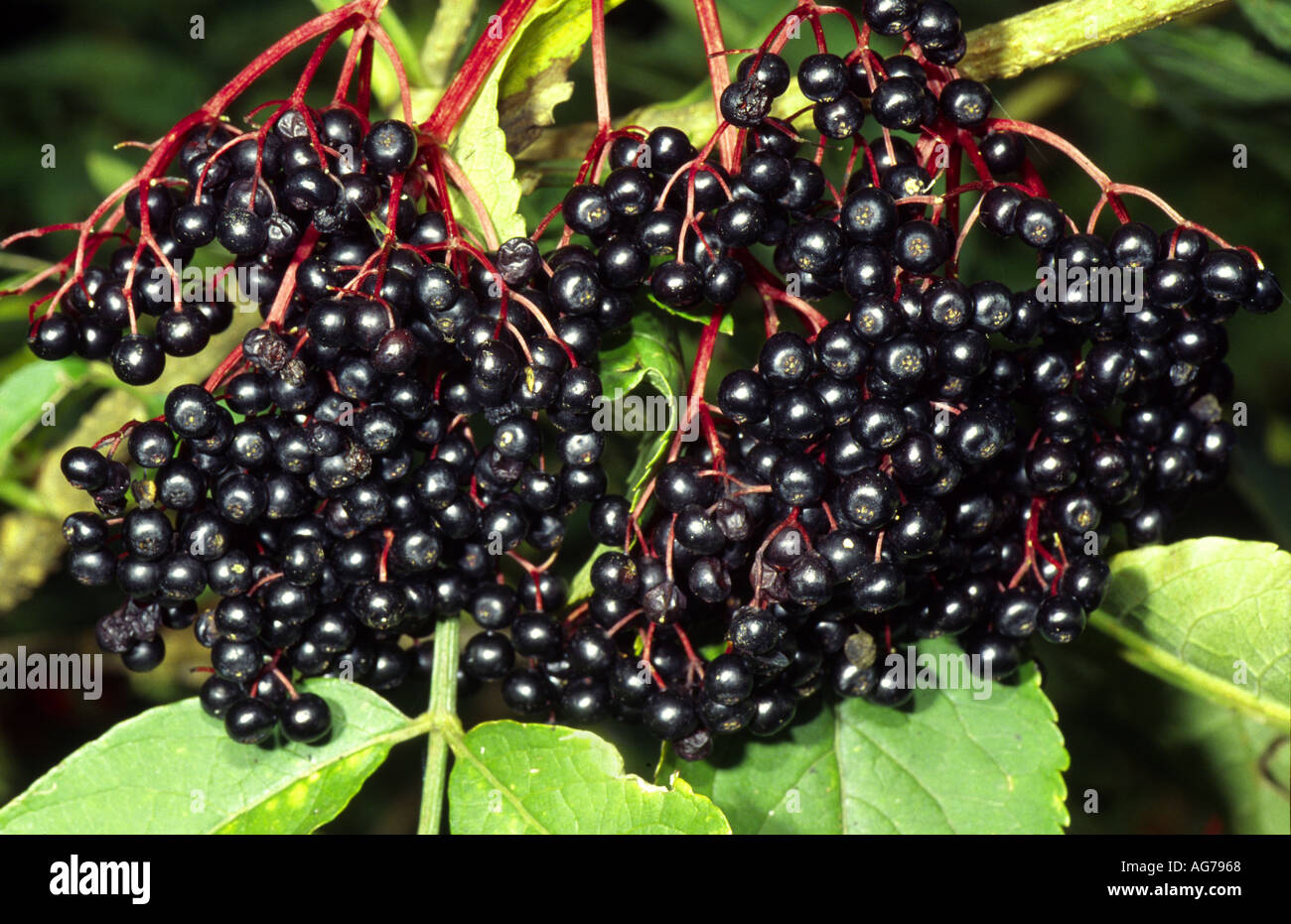 Holunder beere hi-res stock photography and images - Alamy