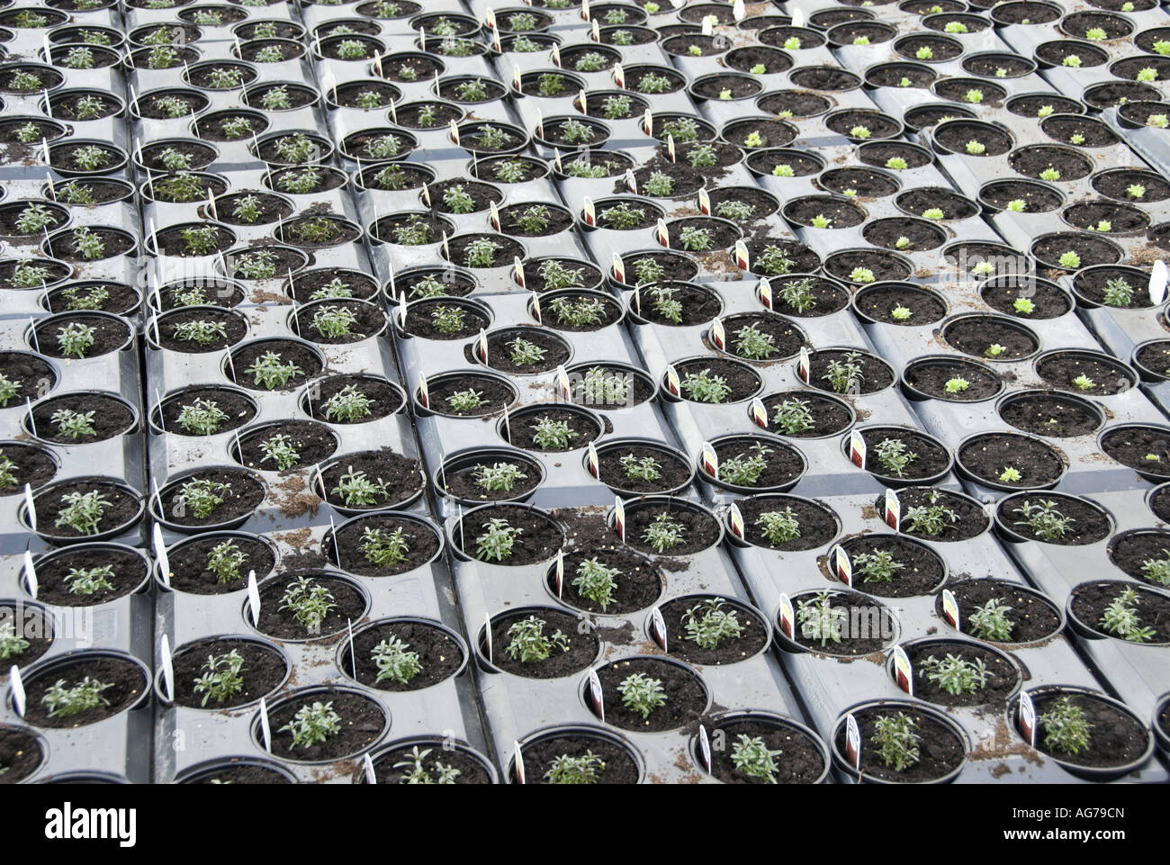 Garden plants in plastic pots and trays in nursery greenhouse England Stock Photo