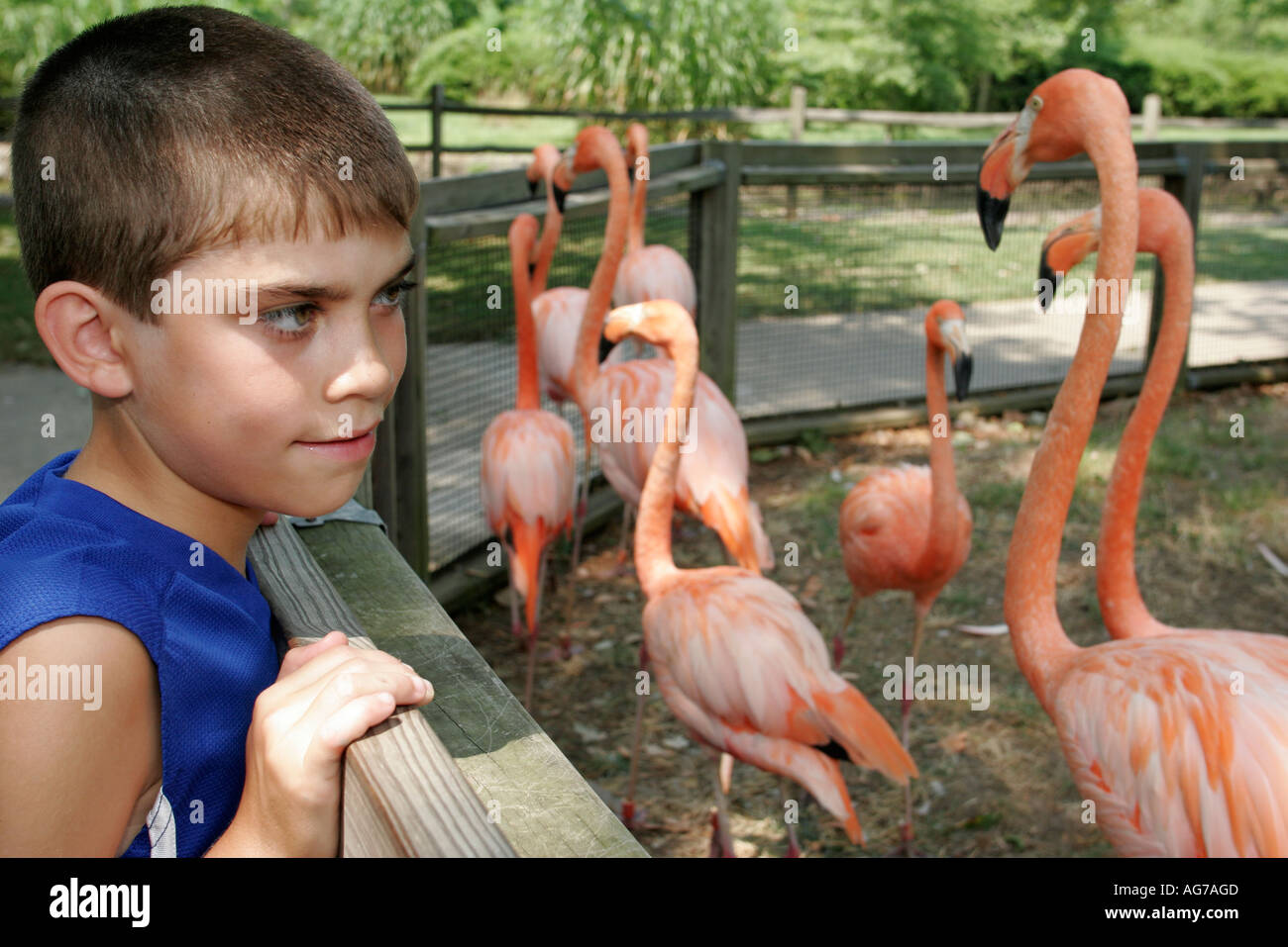 Birmingham Alabama,Zoo. pink flamingo,bird birds,Hispanic Latin Latino ethnic immigrant