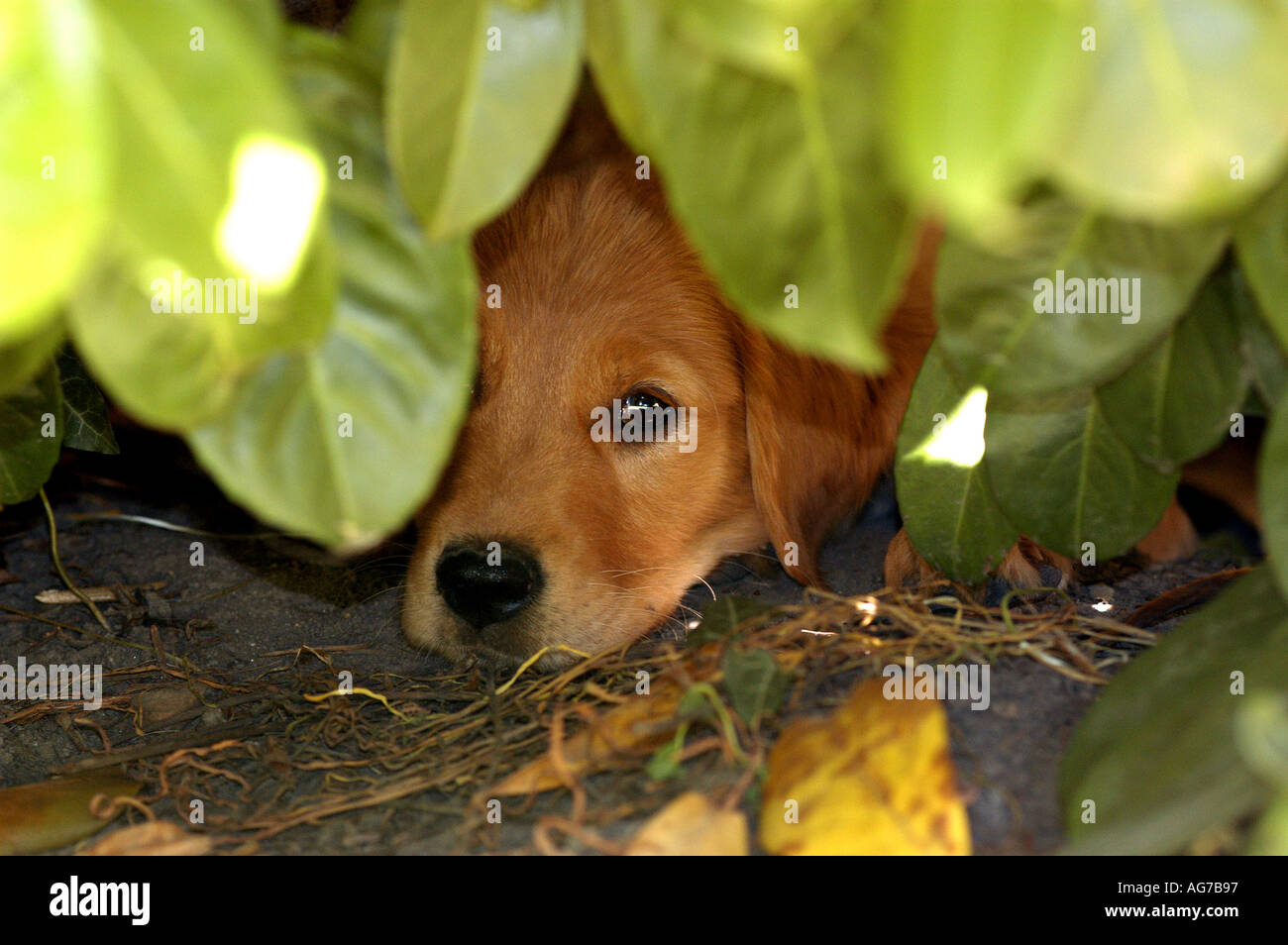 Golden Retriever puppy lying under leaves Stock Photo - Alamy
