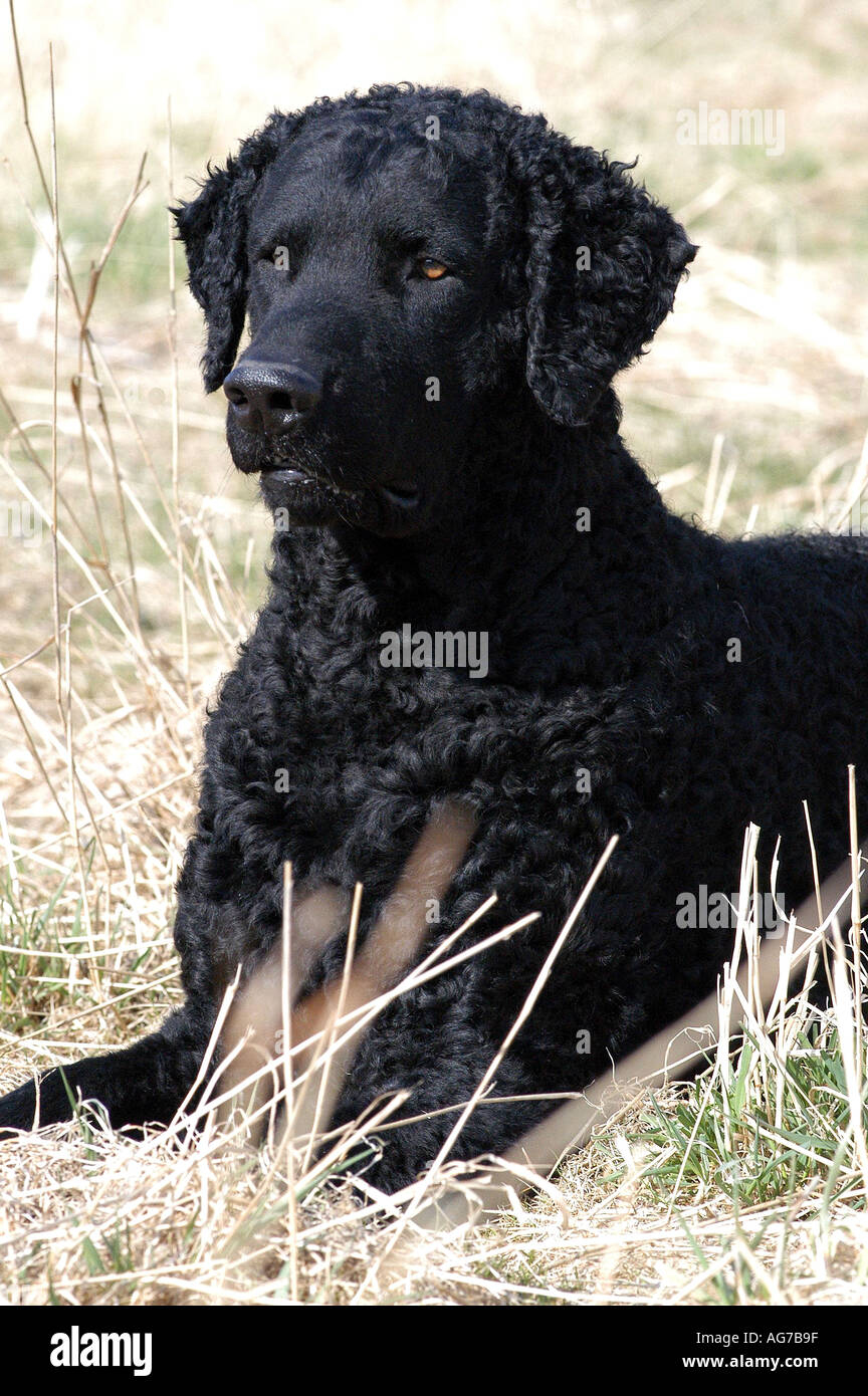 black Curly Coated Retriever dog lying on a field Stock Photo Alamy