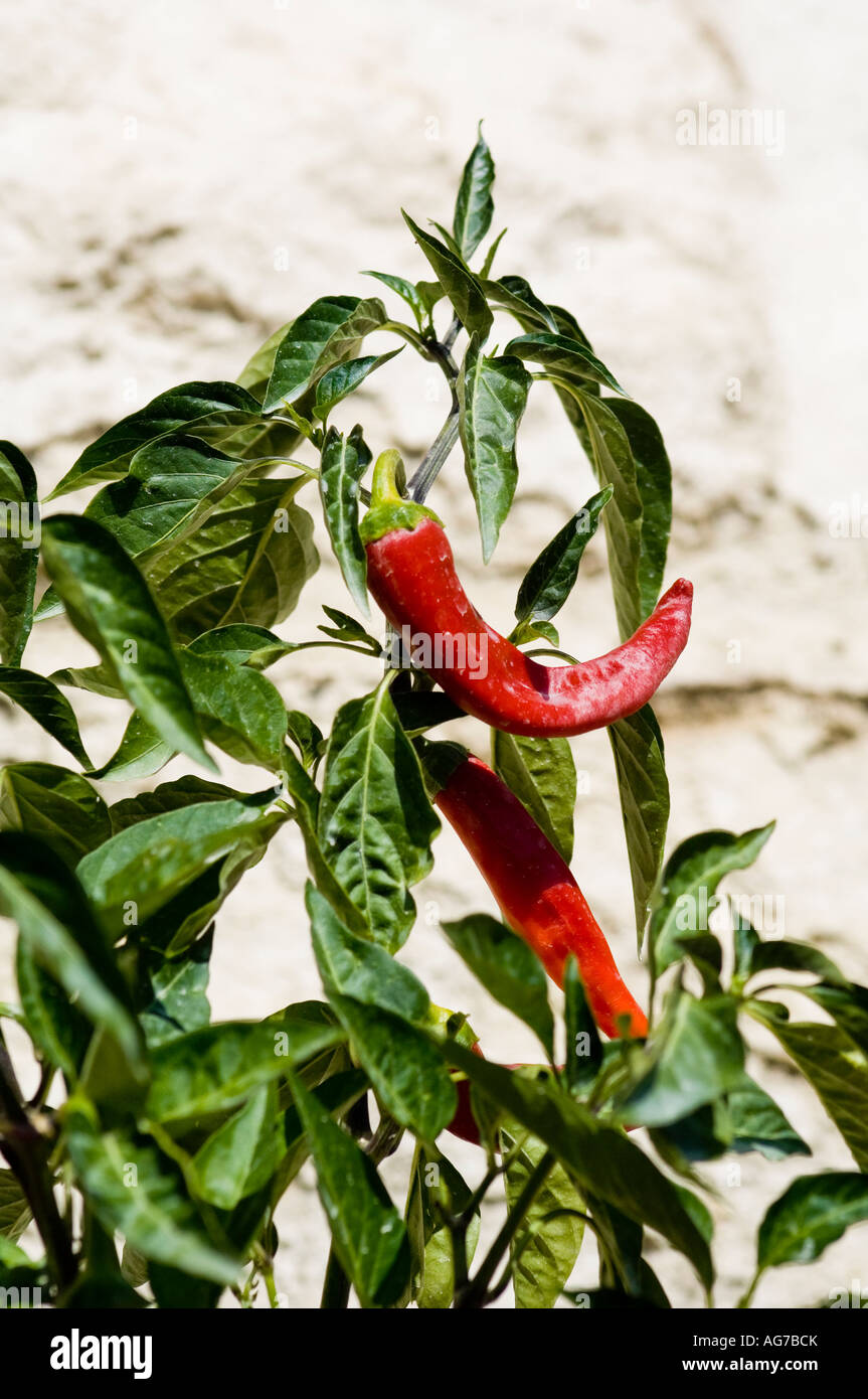 Red chilli peppers growing on vine Stock Photo Alamy