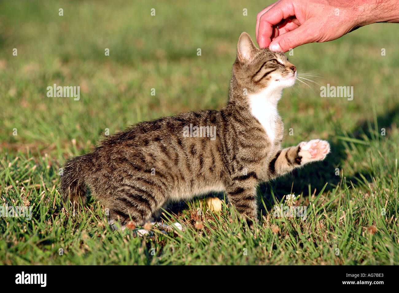 hand ruffling a young domestic cat lifting her paw Stock Photo Alamy
