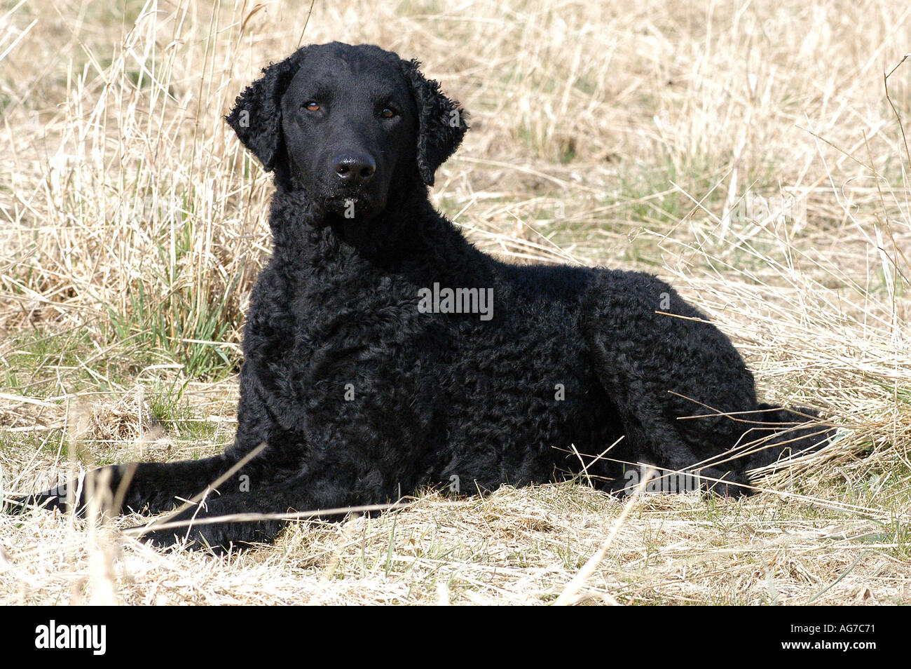 black curly retriever