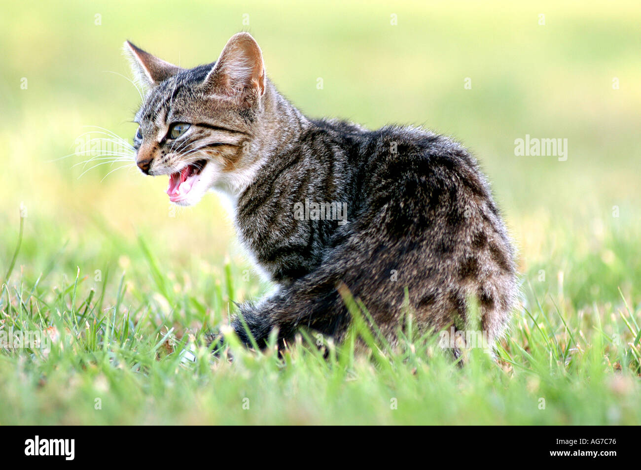 young domestic cat sitting on a meadow and miaowing Stock Photo