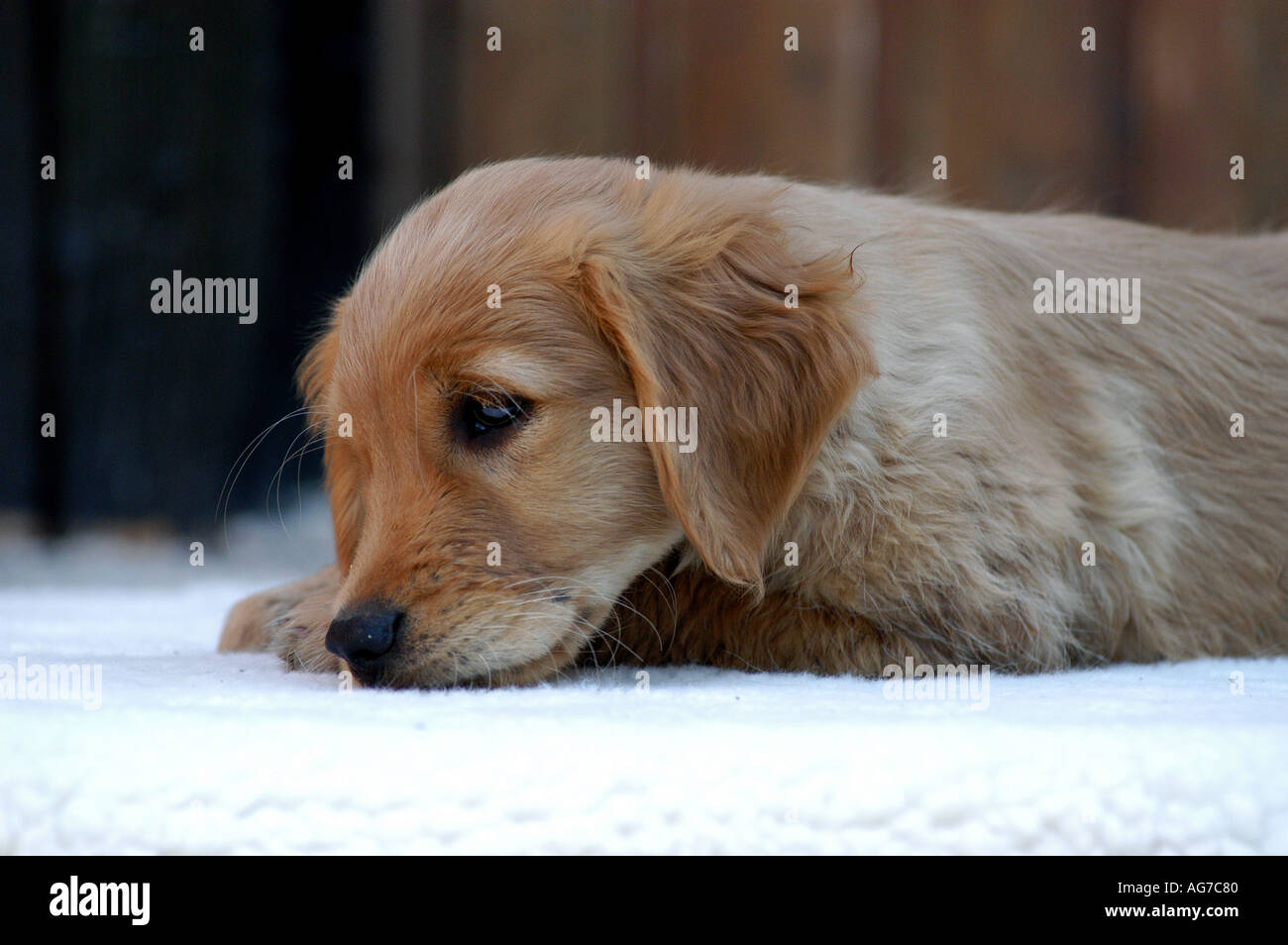 Golden Retriever puppy lying on a white blanket Stock Photo - Alamy