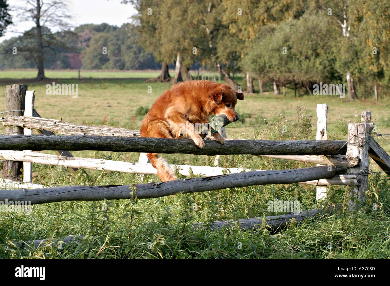 Golden Retriever Jumping Over Fence QFES Called To Rescue Stuck Doggo