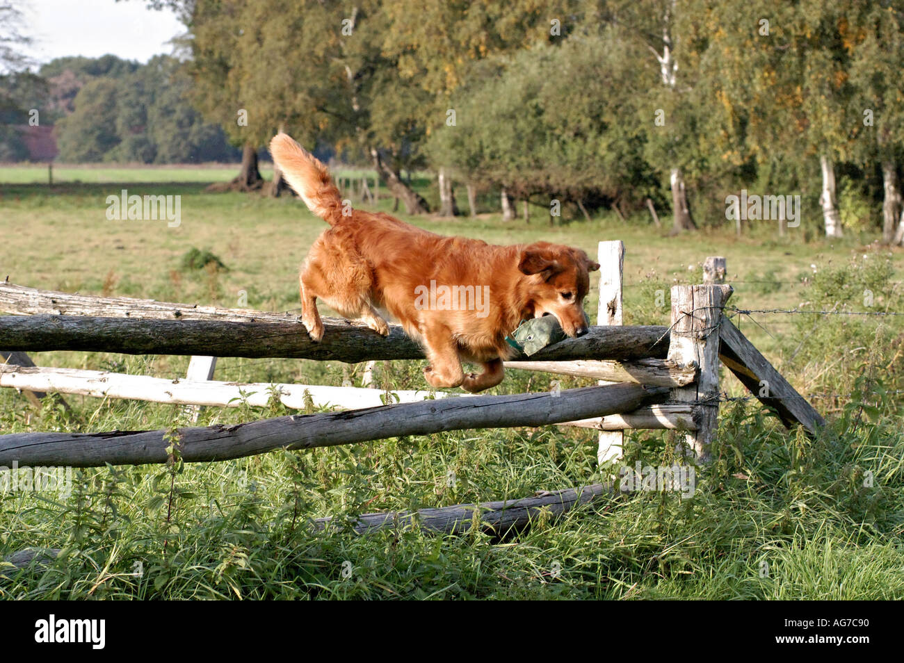 Golden retriever jumping over fence hi-res stock photography and images ...