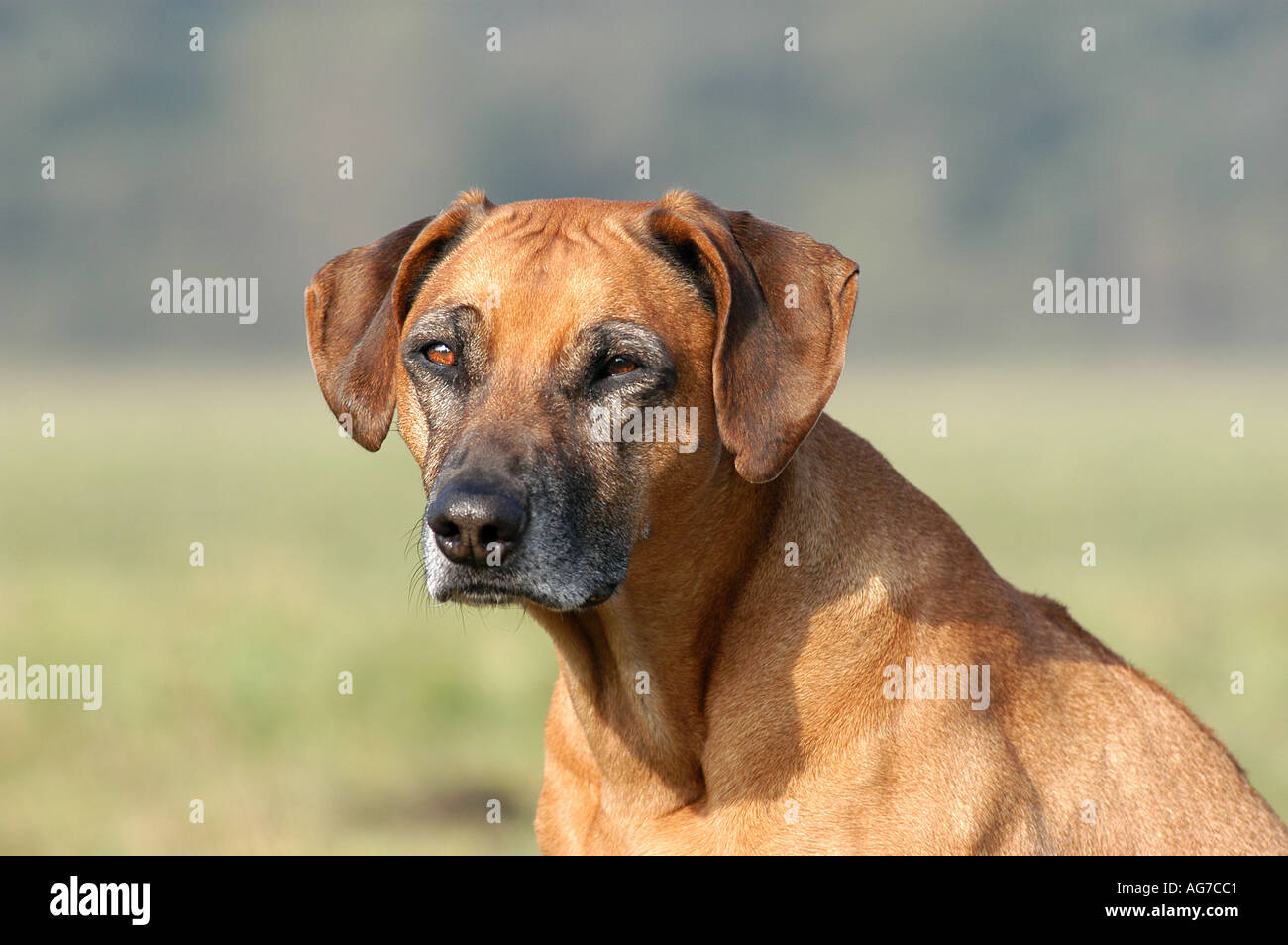 portrait of a Rhodesian Ridgeback bitch Stock Photo