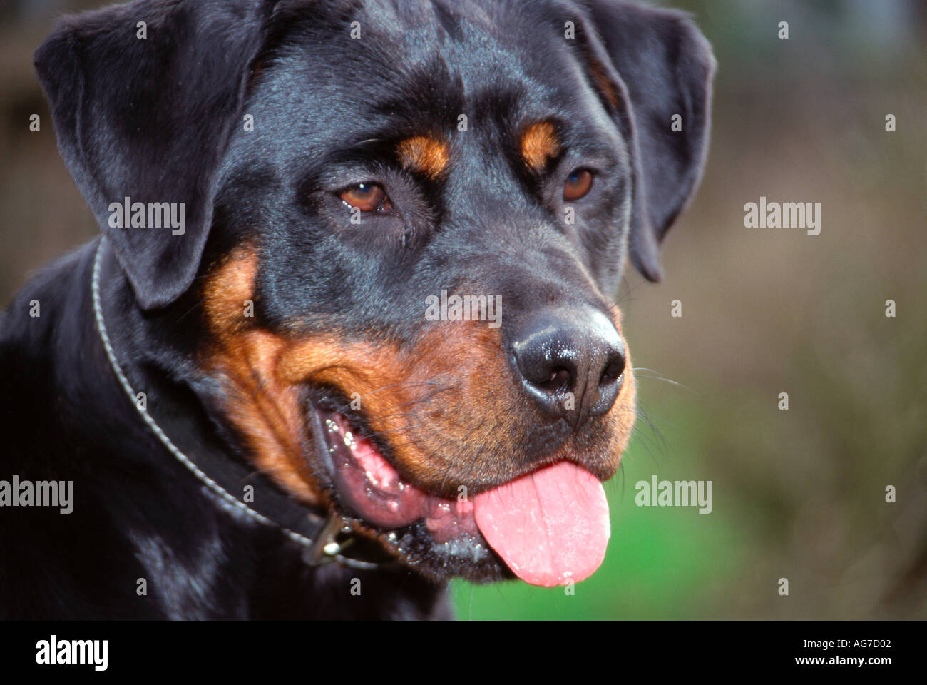 Spectral Rottweiler Rottweiler hund hi-res stock photography and images - Alamy