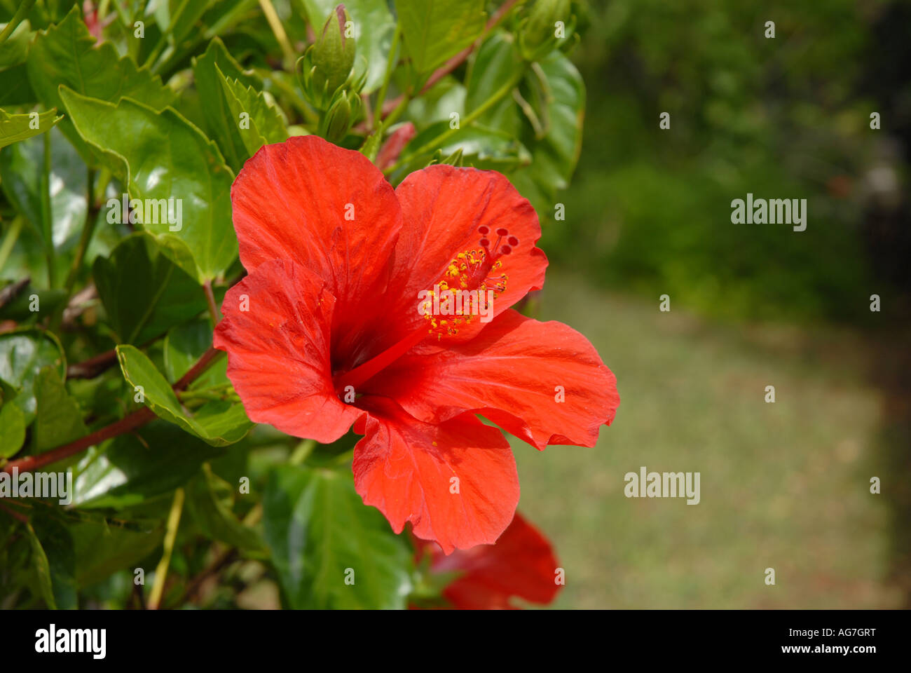 Bright red Hibiscus flower in full sun Stock Photo Alamy