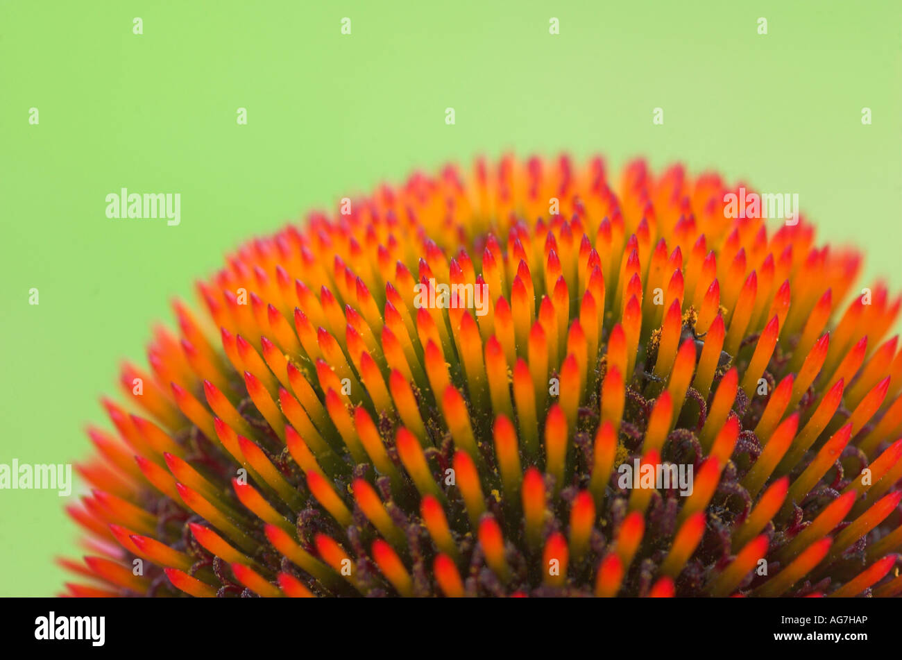 Cone flowers Echinacea purpurea Stock Photo Alamy