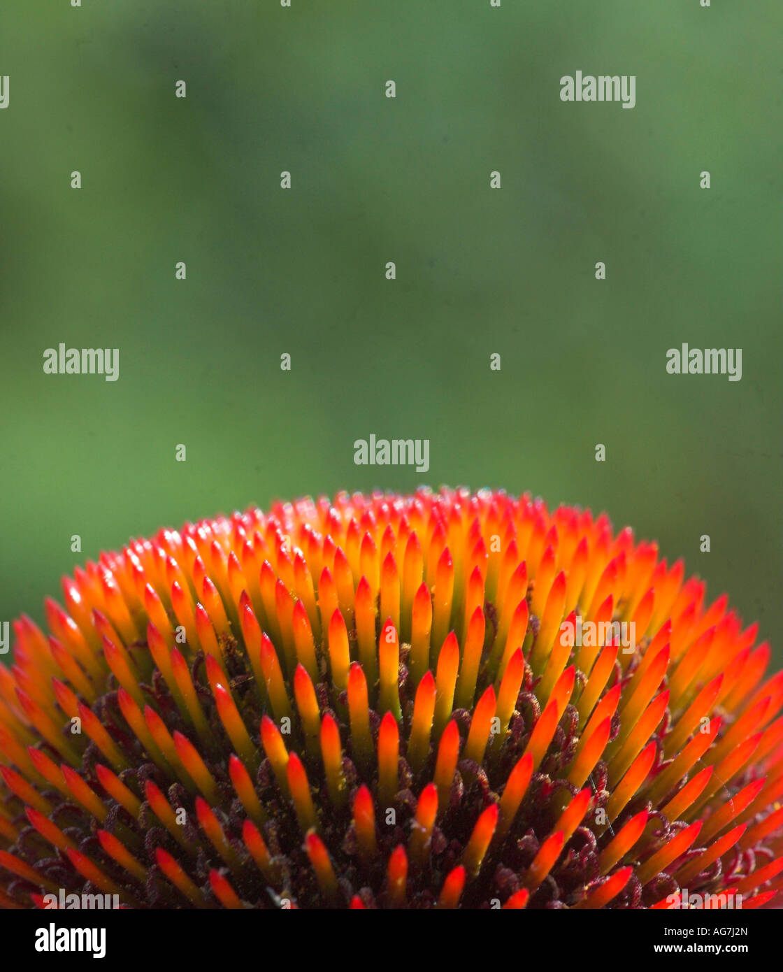 Cone flowers Echinacea purpurea Stock Photo Alamy