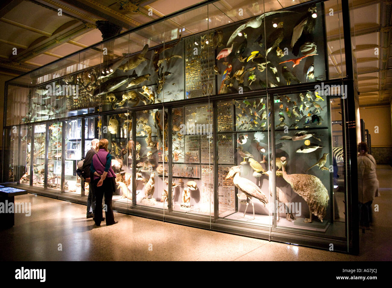 Visitors, Natural History Museum, Berlin Stock Photo