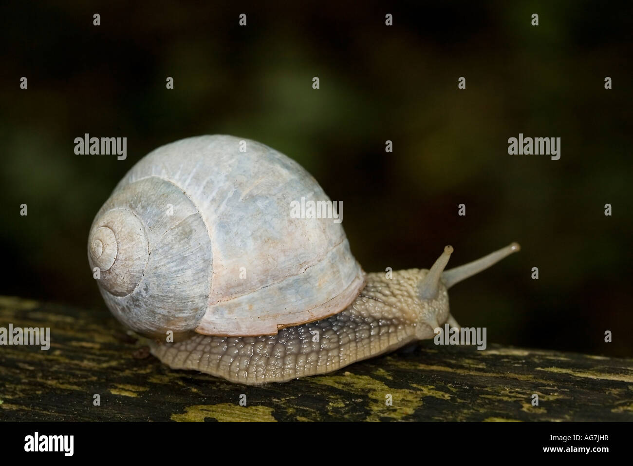 The Edible Snail, Helix pomatia Stock Photo