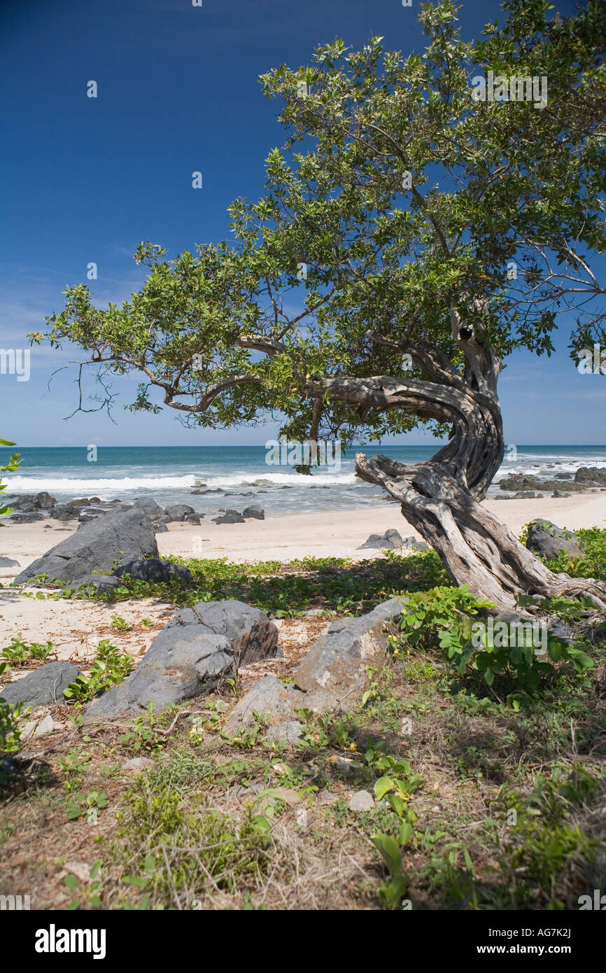 Weathered tree on beach at  Manzanillo Bay Troncones Ixtapa Zihuatanejo area State of Guerrero, Mexico Stock Photo