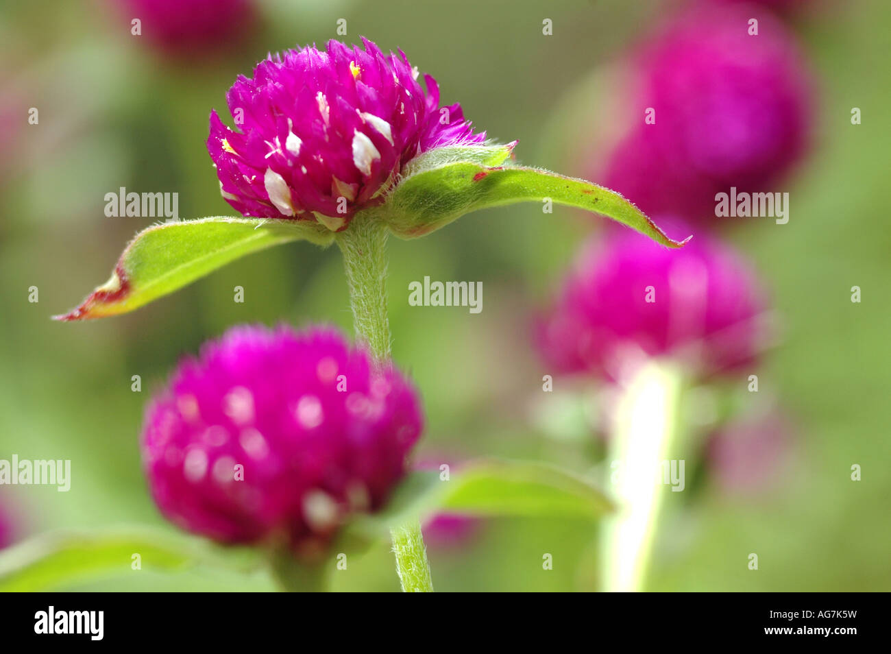 Globe amaranth Gomphrena globosa Stock Photo