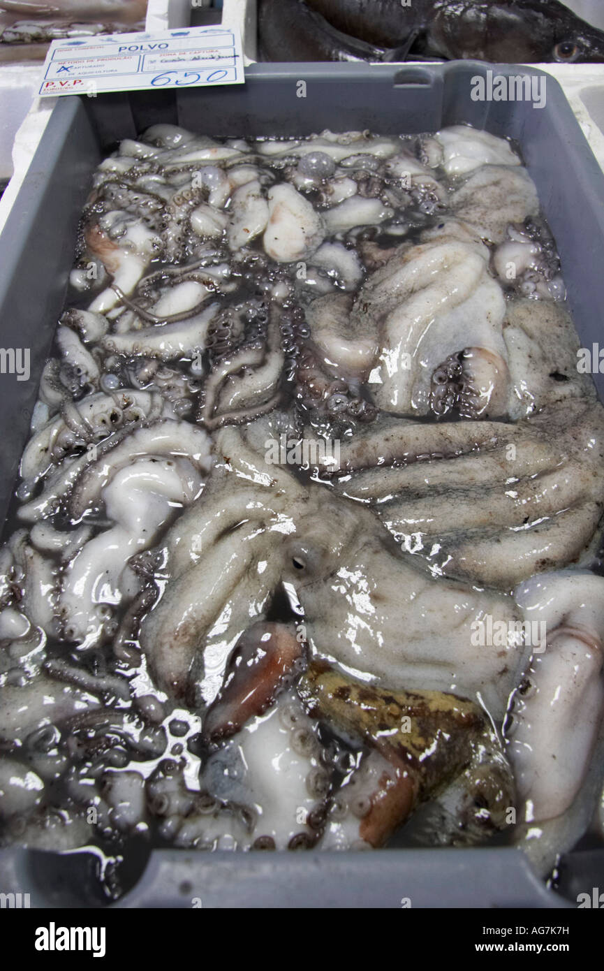 Fresh octopus for sale in fish shop Vila Nova de Milfontes Odemira